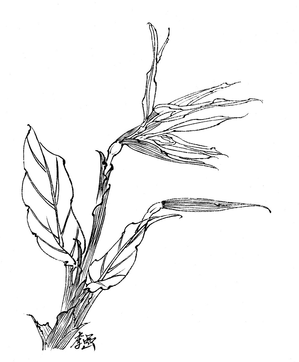 十八描法